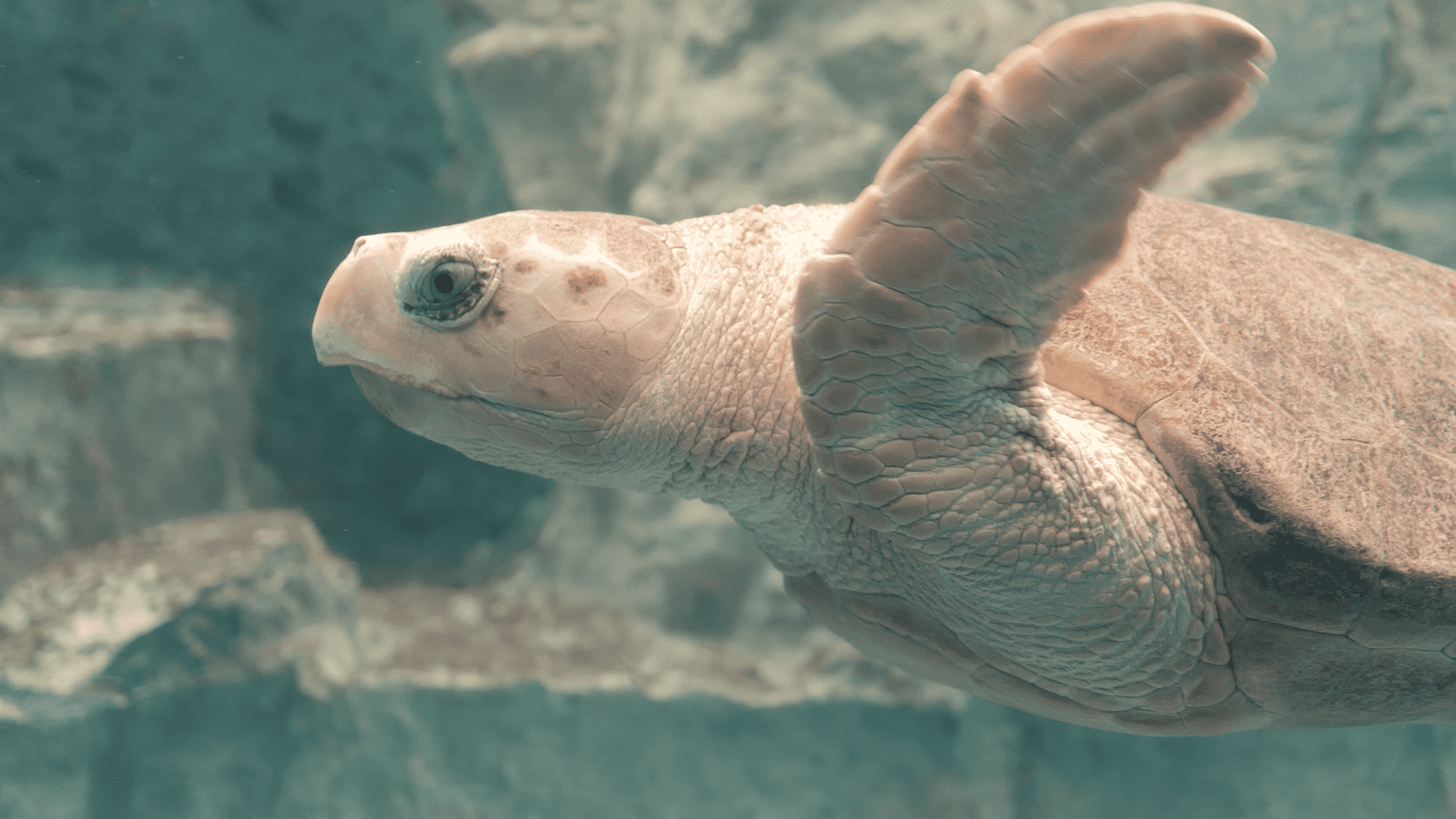 Tortue Caouanne